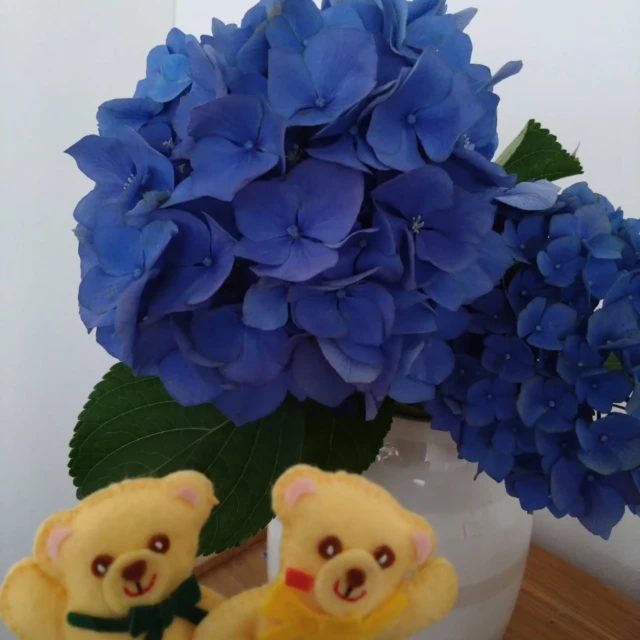 こんにちは！
数日前から東京は真夏の猛暑のようです。
梅雨はどこかへ行ってしまった模様…

庭の紫陽花を摘んで飾ってみました。
鮮やかなブルーに少し涼しさを感じます。

これだけ暑いと昼間の公園遊びもできず、どうしても室内遊び中心になりますよね💦
涼しい場所を探しつつ、みなさん気をつけてお過ごしください！

⁡#双子ちゃんのこそだて #双子用育児日記 #双子妊娠 #多胎妊娠 #双子妊娠中 #双子ちゃんのこそだてBOX #双子ちゃんのこそだてbox #双子育児日記 #双子出産祝い #双子育児グッズ #双子ママと繋がりたい #双子ママ